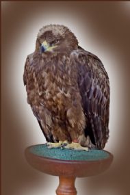 Harris Hawk